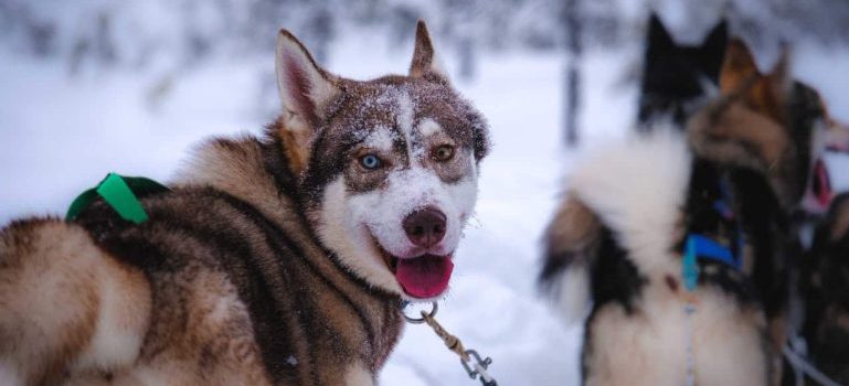 husky dogs