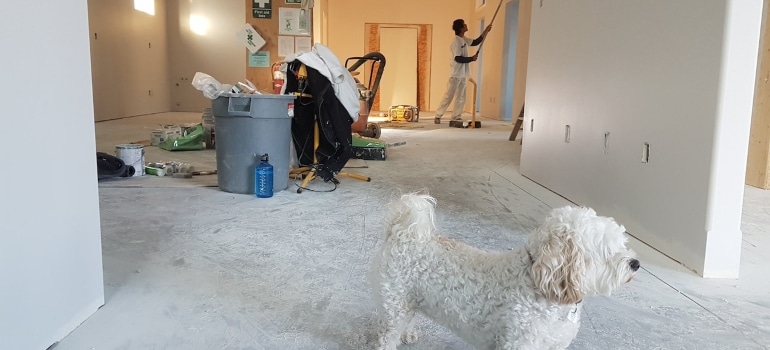 a dog in a renovated house