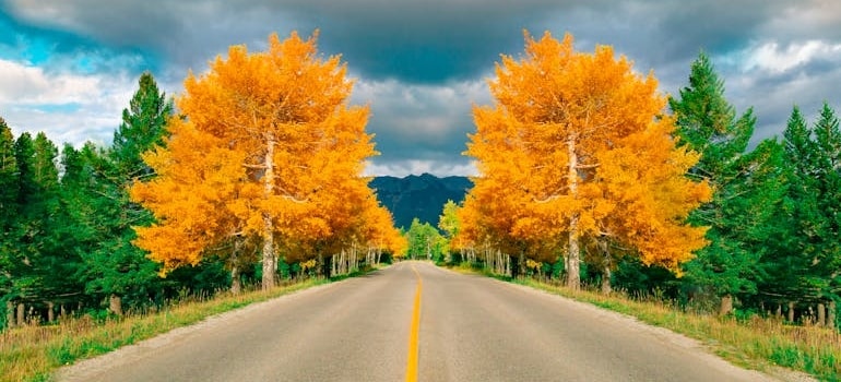 Yellow trees on the side of the road in Aspen - one of the best CO places to relocate to